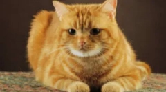 Remedii populare din pisici de purici