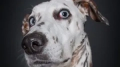 Remedii populare de la home flea