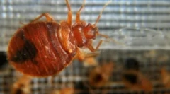 Remedii populare de la bedbug-uri de origine