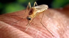 Remedii populare din țânțarii