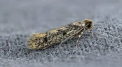 Remedii populare din molia în casă