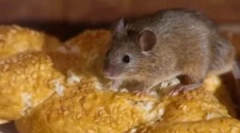 Remedii populare de la șoareci din casă