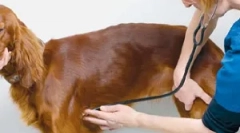 Încălcări ale ritmului cardiac sau aritmie