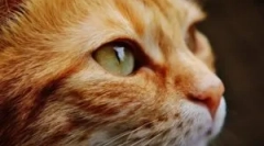 Paraziți în aer liber și internă la pisici