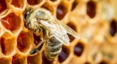 Insectele care dau miere