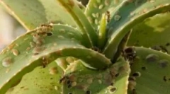 Insecte în flori interioare și vase de flori