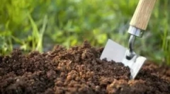 Dăunători de insecte care trăiesc în pământ