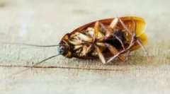 Alcoolul de vară ca mijloc de la gandaci