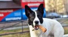 Cerința persistentă a atenției