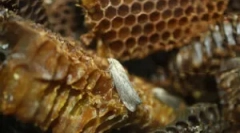 Tinctura și extragerea moliei de ceară