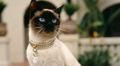 Ofensiva pubertății la pisici