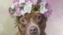 Nu atât de groaznic: 30 fotografii drăguțe de groapă buli