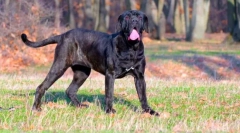 Neapolitan mastiff (foto): un gardian grozny cu un suflet bun