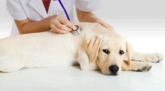 Incontinența urinei în câine: cauze, tratament, prevenire