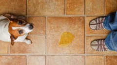 Incontinenta urinara