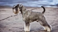 Dimensiuni mijlocii câini: descriere și fotografii