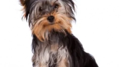 Rasele non-bloc de câini