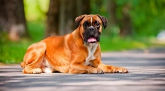 Boxer german (foto): câine prietenos și apărător fără teamă