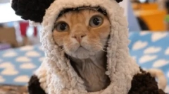 Germană rex: caracteristici de rasă