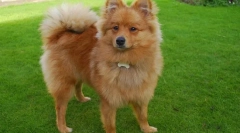 Germană spitz (foto): prietenul jucăuș și devotat