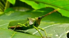 Forme neobișnuite de insecte