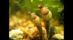 Rezidenți neobișnuiți și ieftini ai acvariului