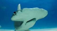 Numele de pește neobișnuit și amuzant