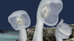 Locuitori neobișnuiți ai adâncimilor marii