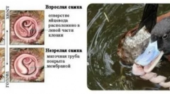 Organe genitale neobișnuite ale gâștelor obișnuite