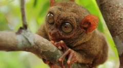 Animale neobișnuite