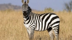 Animale non-paruniversitare