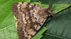 Despachetarea viermei de mătase