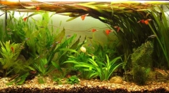 Pește și plante nepretențioase pentru acvariul de acasă: bazele acvariilor