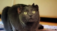 Animale de companie incredibile: pisici faimoși-mutanți
