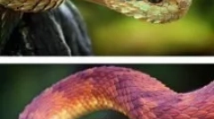 Animale incredibile și insecte, existența căreia este greu de crezut