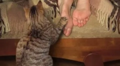 Nuanțele de educație a pisicilor și a celor mai frecvente greșeli