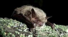 Înainte de a fi gătită