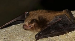 Lumină de noapte cu trei culori