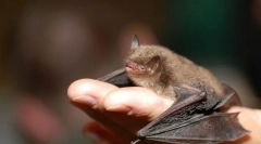 Lumina de noapte. Liliecii