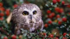 Pardoseli de noapte - bufnițe