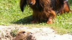 Rasele nornive de câini