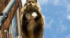 Norvegian forest cat (foto): bunătate, închisă în caracter nordic