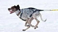 Norvegiană sport methis: reabă nouă de câini de echitatie