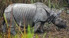Rinoceros indian