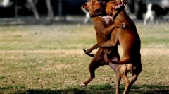 Despre combaterea raselor tăcerea cuvântului