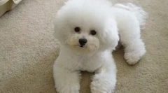 Despre câini de rasă bishon frize