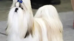 Despre rasa de câini shi-tzu