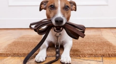 Despre câine leashes