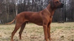 Despre rhodesian ridgeback