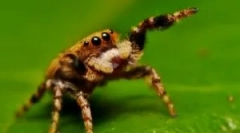 Despre ceea ce spider se hrănește în sălbăticie și acasă